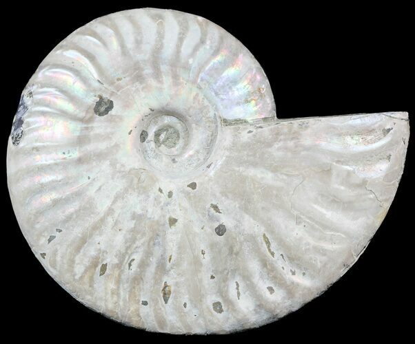 Silver Iridescent Ammonite - Madagascar #54873